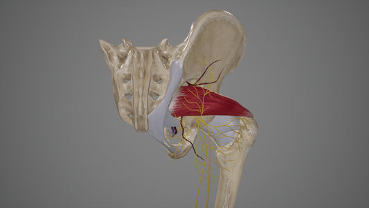 Piriformis