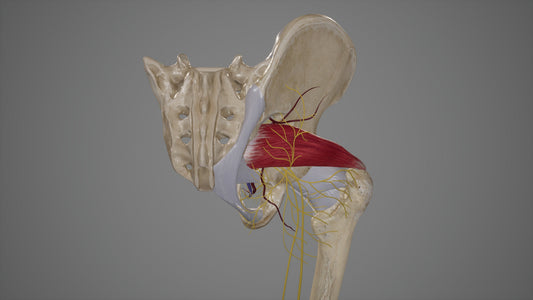 Piriformis - The House Pilates